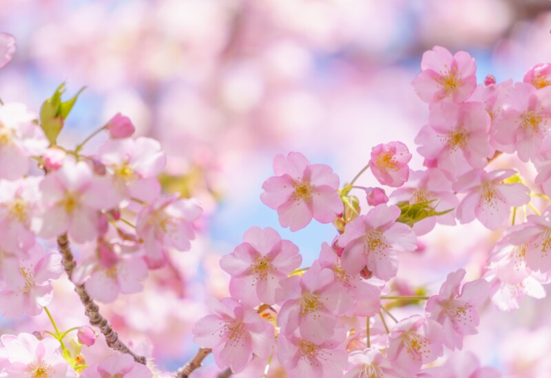 河津桜